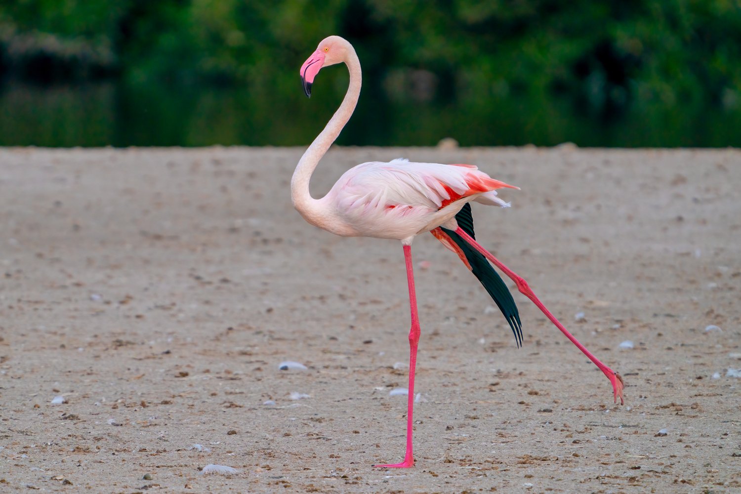 Greater Flamingo