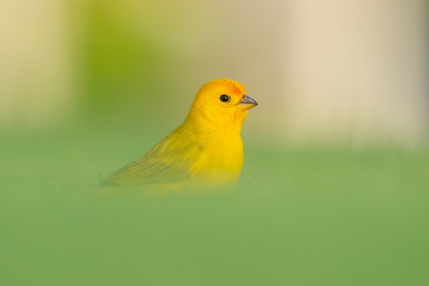 Saffron Finch