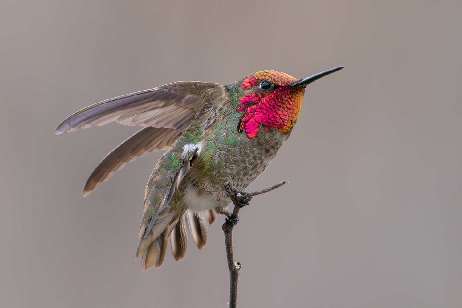 Anna's Hummingbird