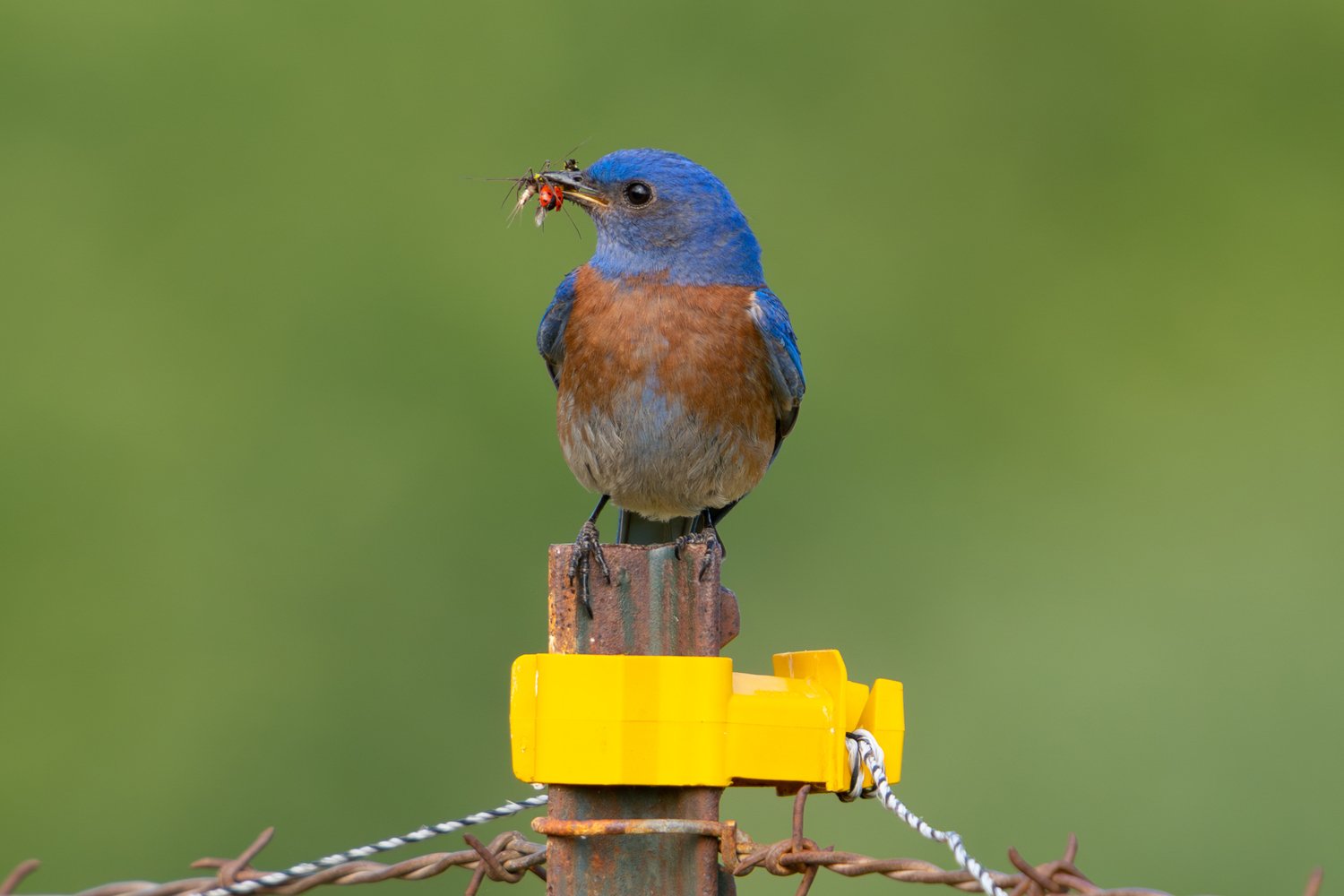 Western Bluebird