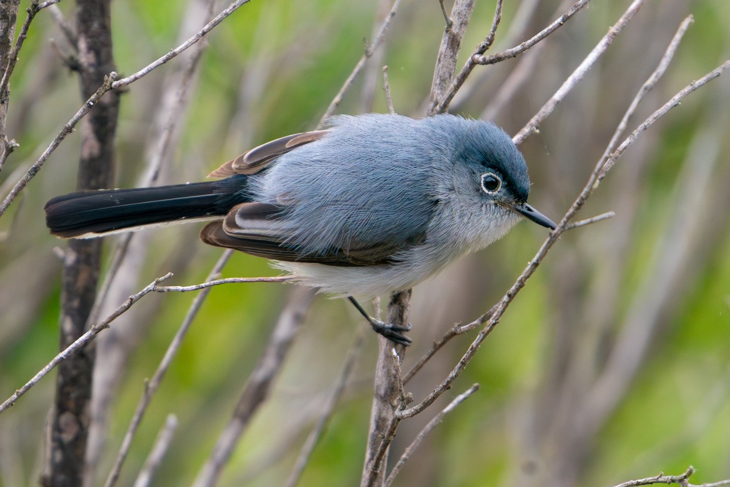 Blue-gray Gnatcatcher