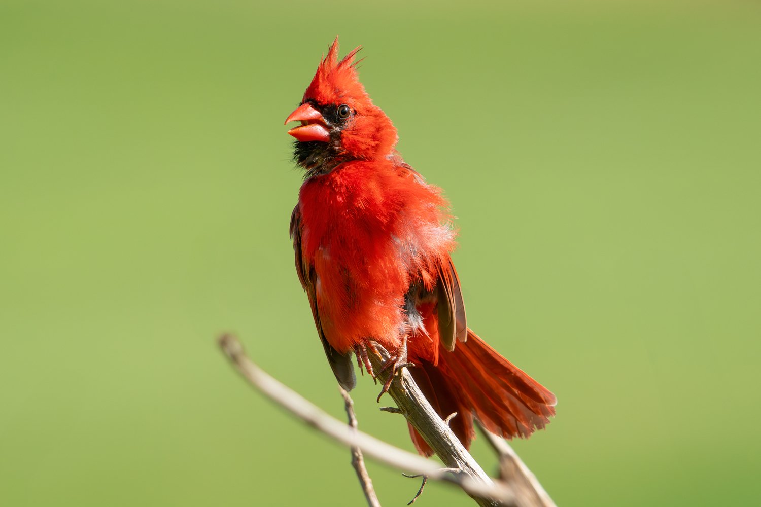 Northern Cardinal