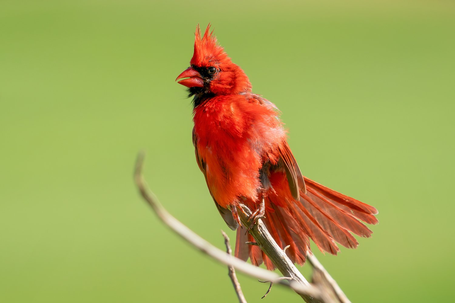 Northern Cardinal