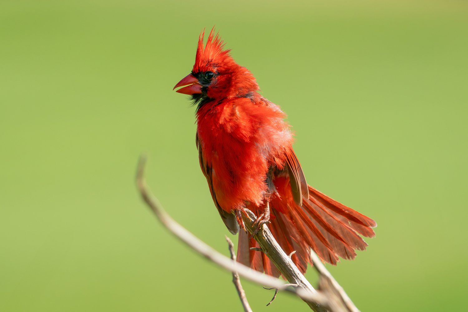 Northern Cardinal