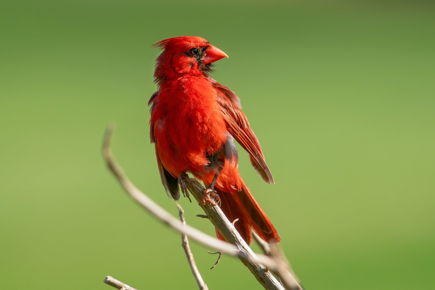 Northern Cardinal