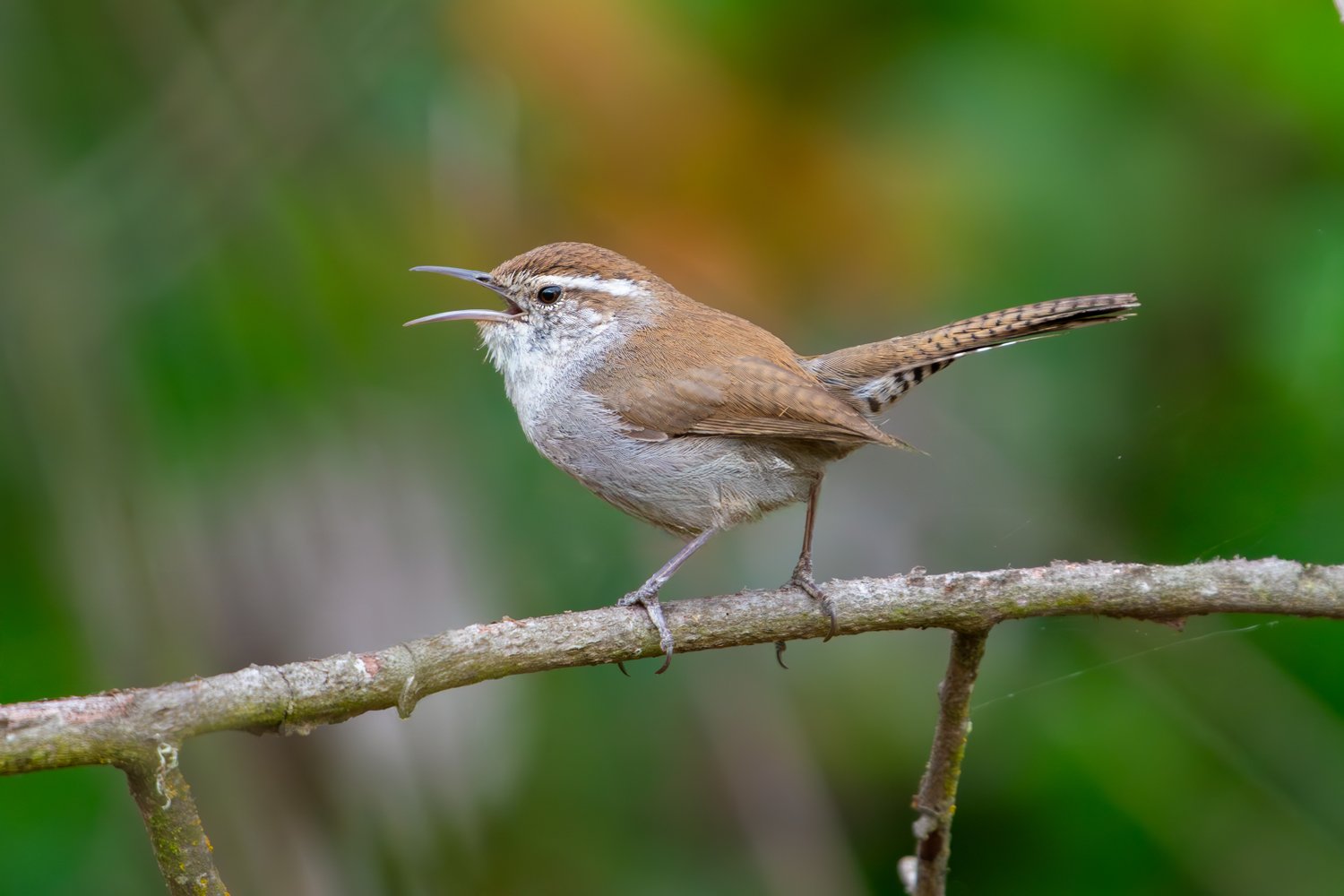 Bewick's Wren