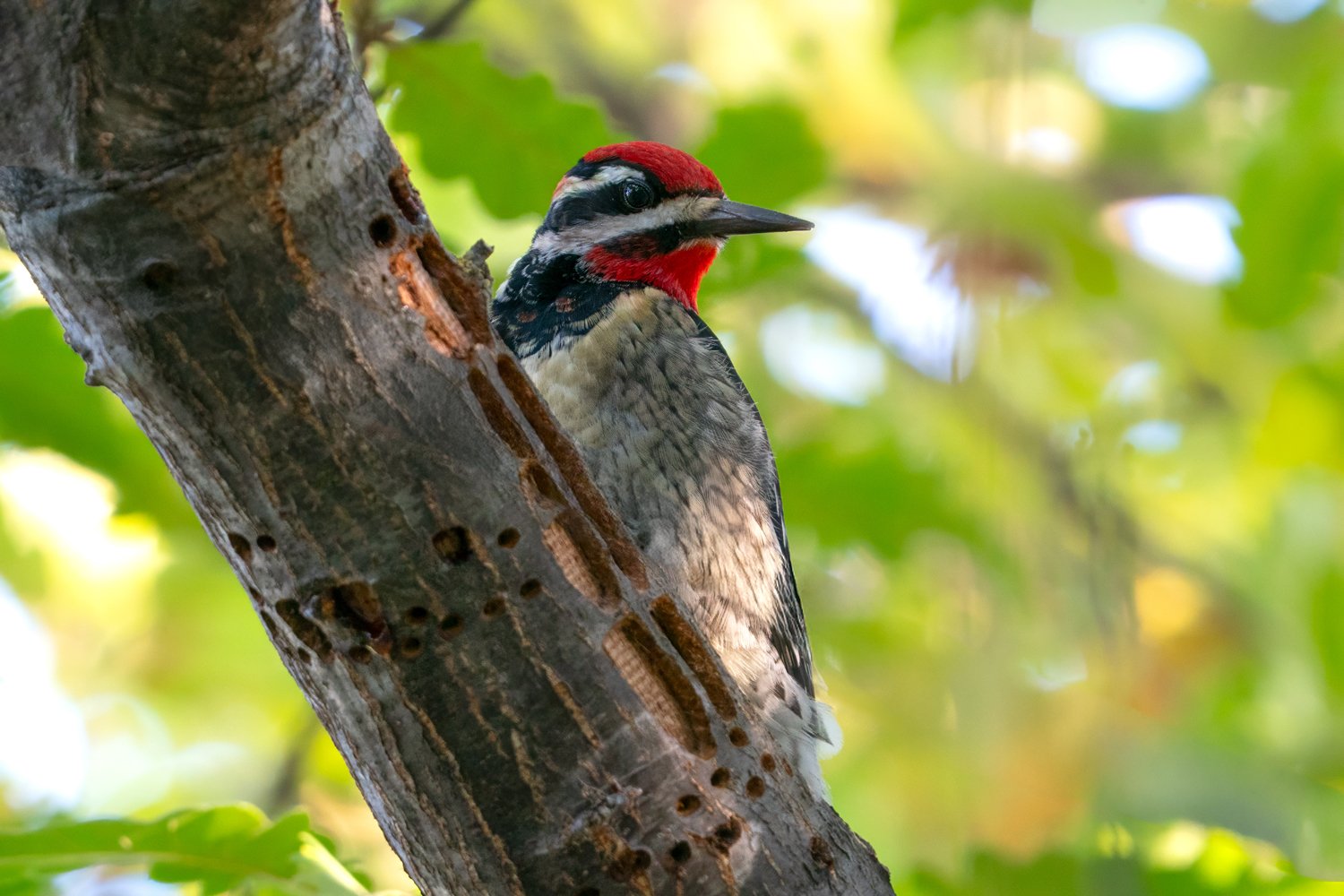 Red-naped Sapsucker