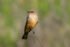 Say's Phoebe