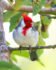 Red-crested Cardinal