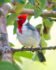 Red-crested Cardinal