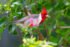 Red-crested Cardinal