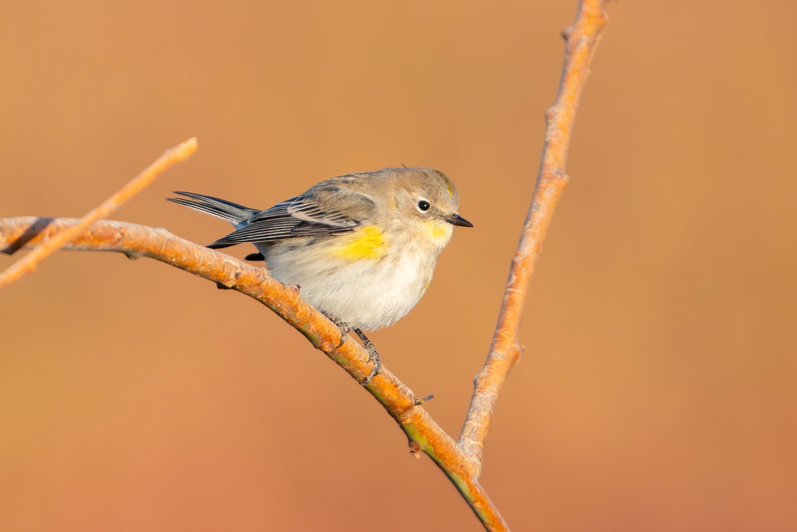 Yellow-rumped Warbler
