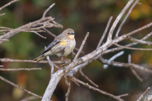 Yellow-rumped Warbler