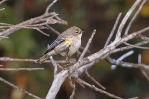 Yellow-rumped Warbler