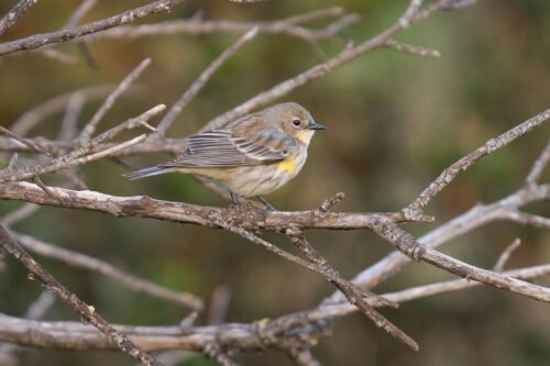 Yellow-rumped Warbler
