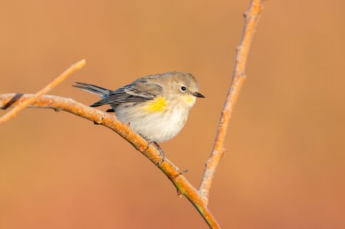 Yellow-rumped Warbler