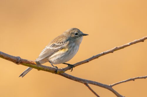 Yellow-rumped Warbler
