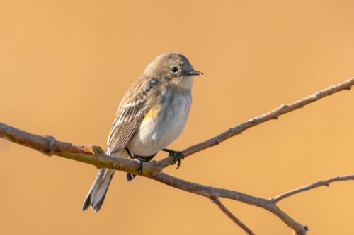 Yellow-rumped Warbler