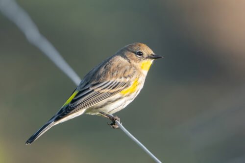 Yellow-rumped Warbler