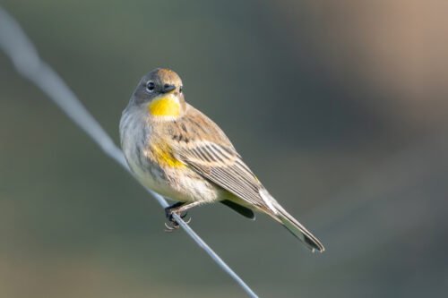 Yellow-rumped Warbler