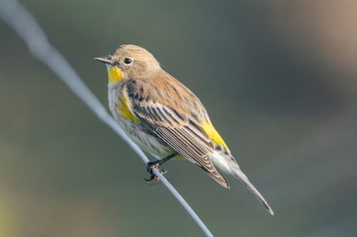 Yellow-rumped Warbler